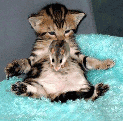 200310291054037009.gif