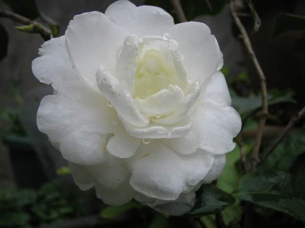 20052151062277577.jpg