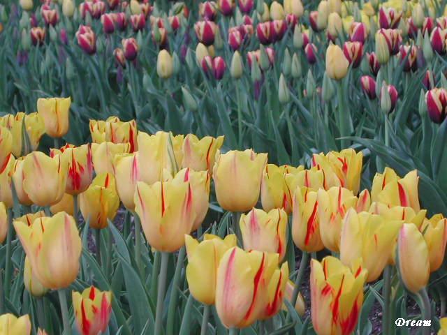 2006-5/20065417155872084.jpg