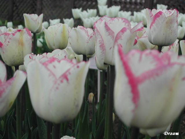 2006-5/20065417184749113.jpg