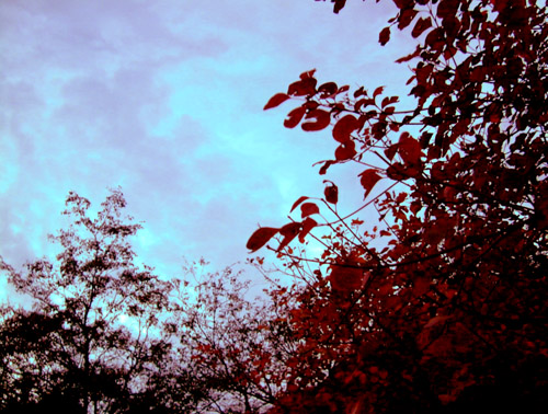 ҶȾ1.jpg