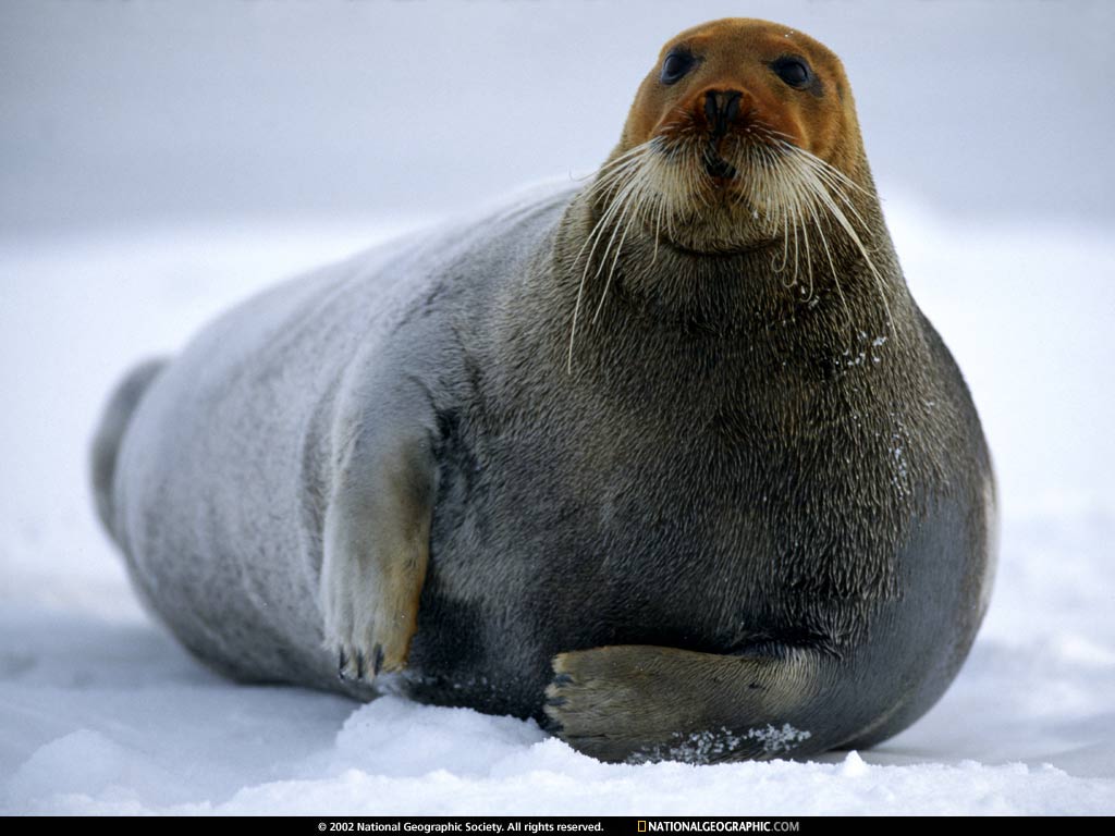 arctic ocean1.jpg