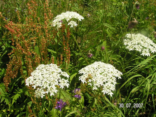 2007_08020088.jpg