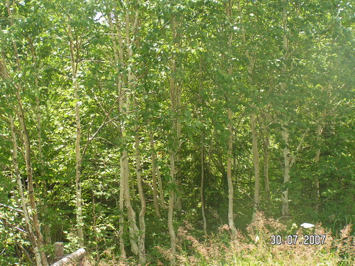 2007_08020090.jpg