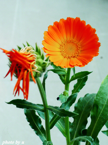 p1000758.jpg
