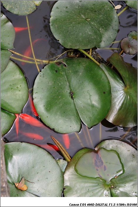 dpp_0002-1.jpg